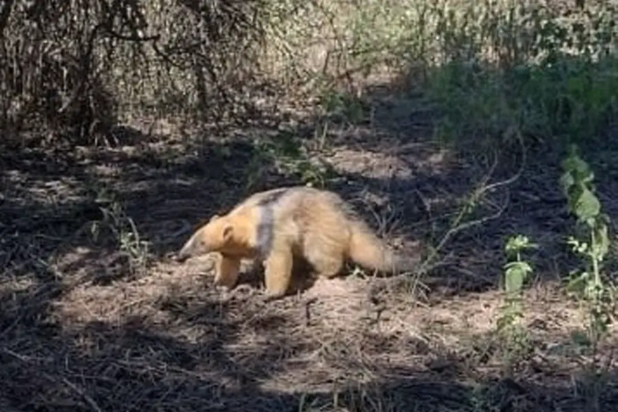 Liberan en su ambiente natural a un oso melero tras su curación