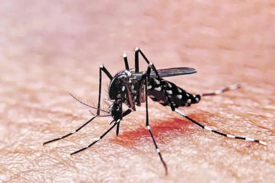 Descienden contagios de dengue en Argentina y se registran 464.249 casos