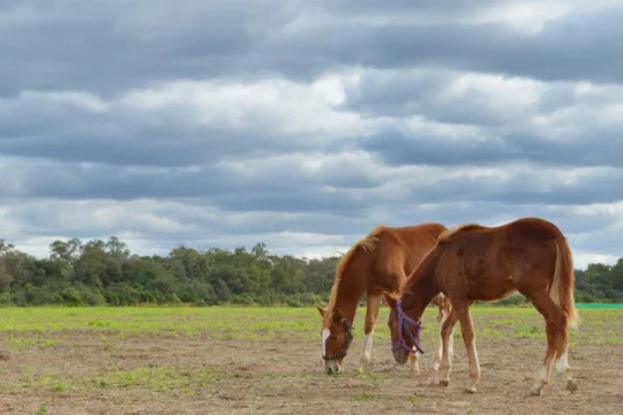 Argentina retoma las exportaciones de equinos a Chile