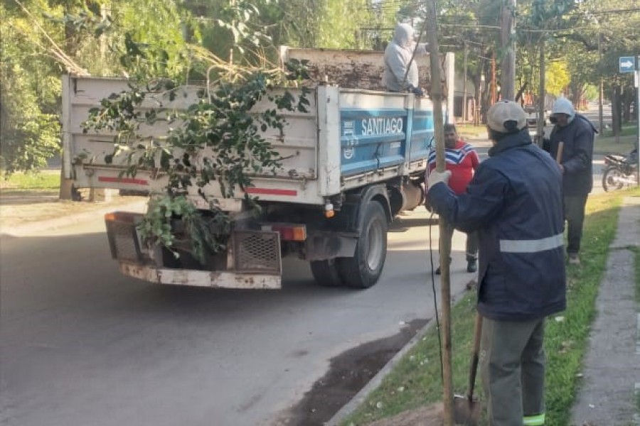 La Municipalidad avanza con su programa de arbolado en el barrio Cabildo