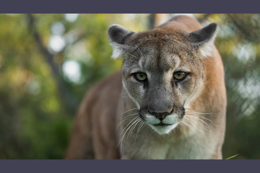 Secuestraron un puma, cinco pecaríes y gran cantidad de «trofeos» de animales