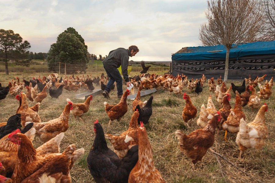 Capacitaron a jóvenes en la producción de aves para consumo