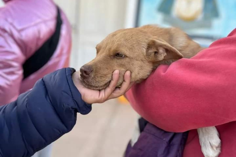 Comenzó la campaña semanal de castración de perros y gatos en Las Termas