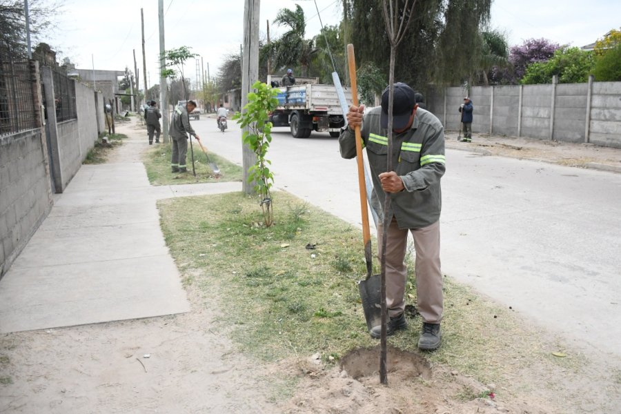 El programa de Arbolado Urbano de la municipalidad inició la plantación de más de 3600 ejemplares en Don Bosco