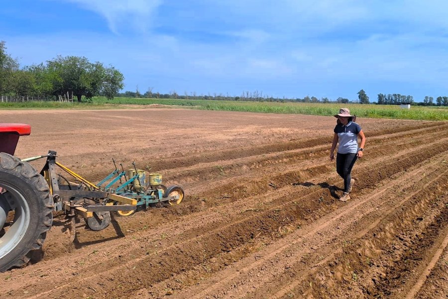 Investigadores presentaron un informe sobre malezas en producción algodonera