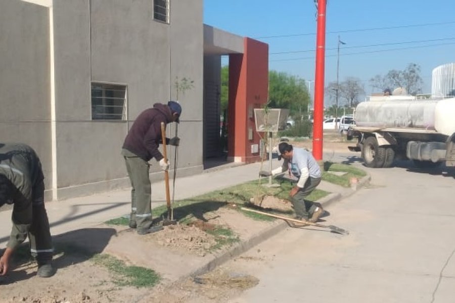 La Municipalidad comenzó la plantación de más de 3200 árboles en el barrio Islas Malvinas