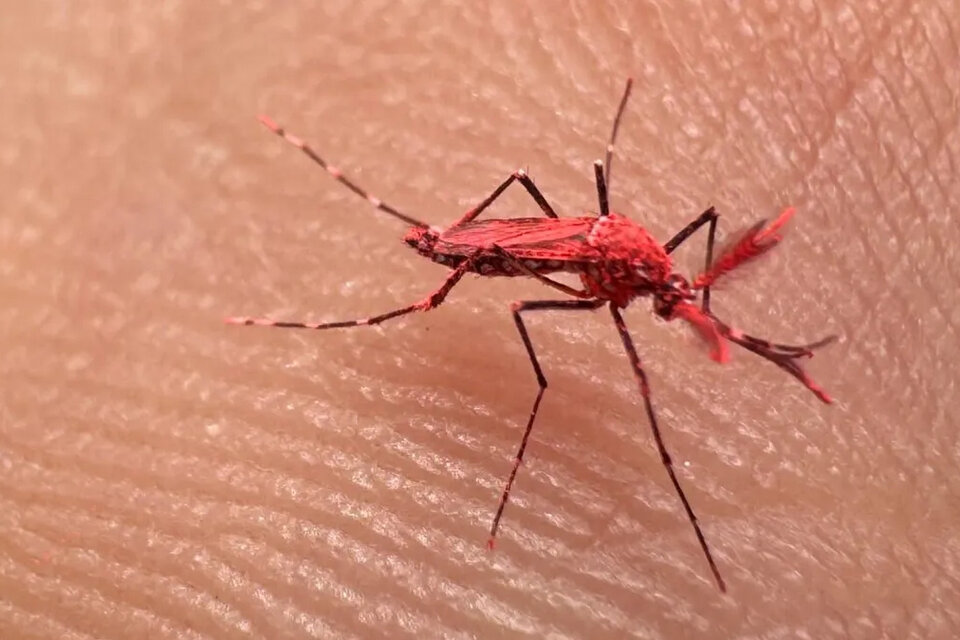 ¿Por qué Mendoza aconseja no matar a los nuevos mosquitos «rojos»?