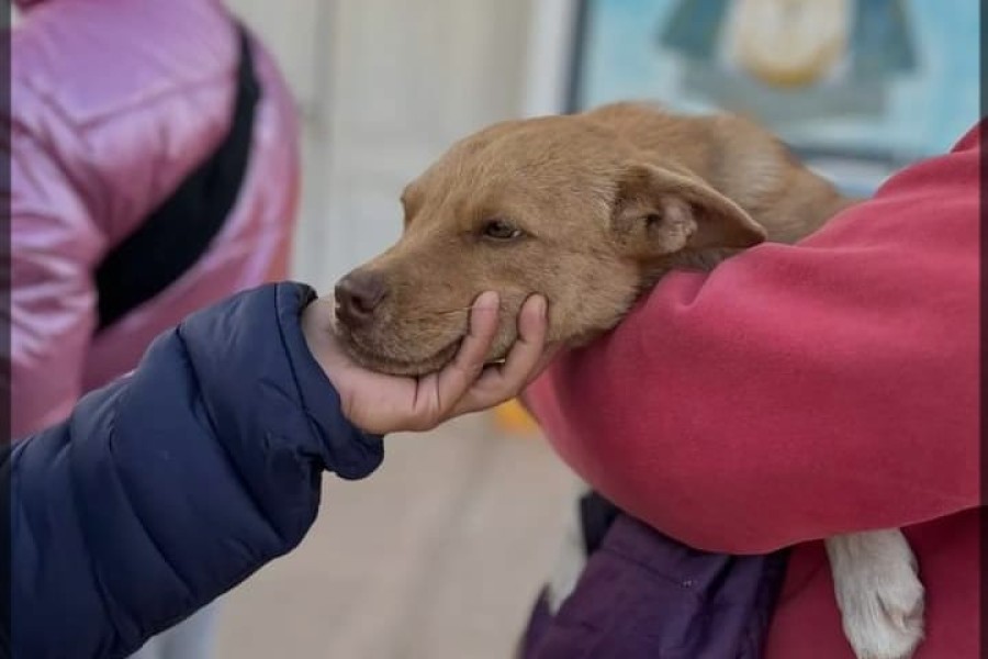 Finaliza la Campaña Semanal de Castración en el club Termas