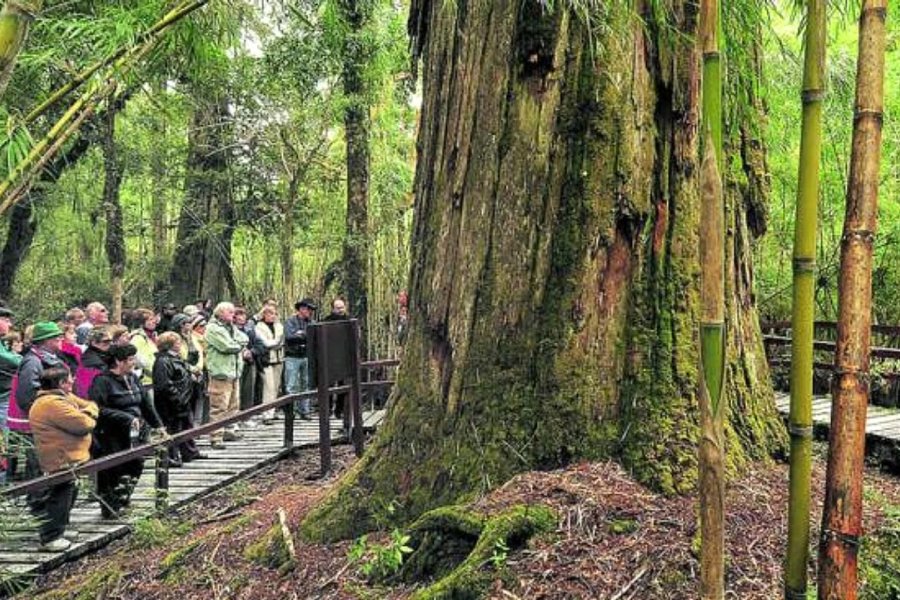 Histórico e imperdible: El árbol argentino más viejo que sobrevivió a volcanes e incendios y está abierto al público