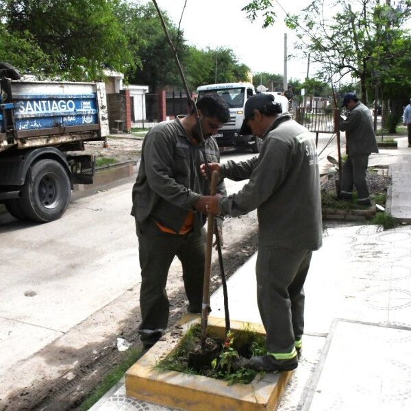 La Municipalidad comenzó la plantación de 3.100 árboles en el B° Los Flores