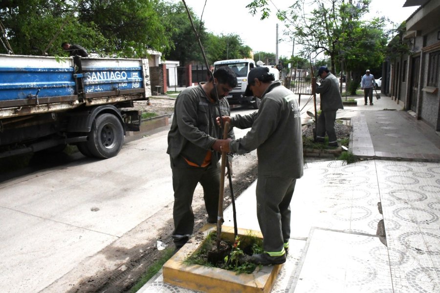 La Municipalidad comenzó la plantación de 3.100 árboles en el B° Los Flores