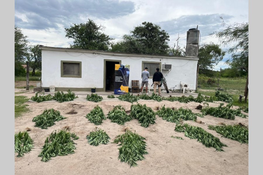 Secuestran casi 30 plantas de marihuana y dinero en La Banda y Sauce Bajada