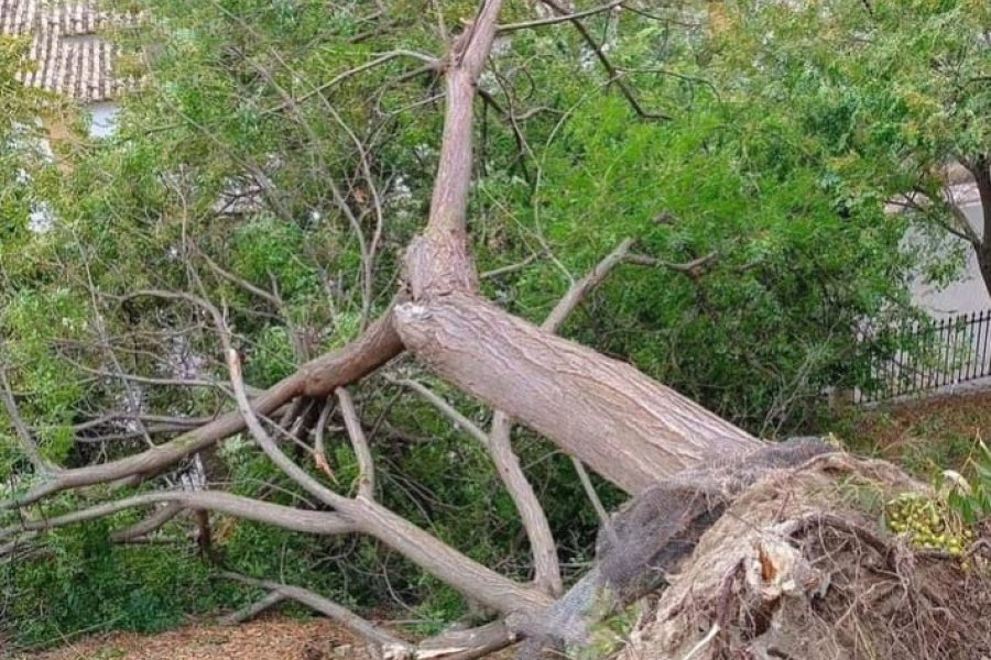 Tormenta en Frías: Árboles caídos en diferentes zonas por los fuertes vientos