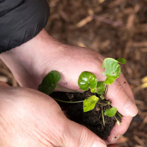 Por e Día Mundial de la Educación Ambiental se realizará un Encuentro Provincial de Intercambio de Experiencias