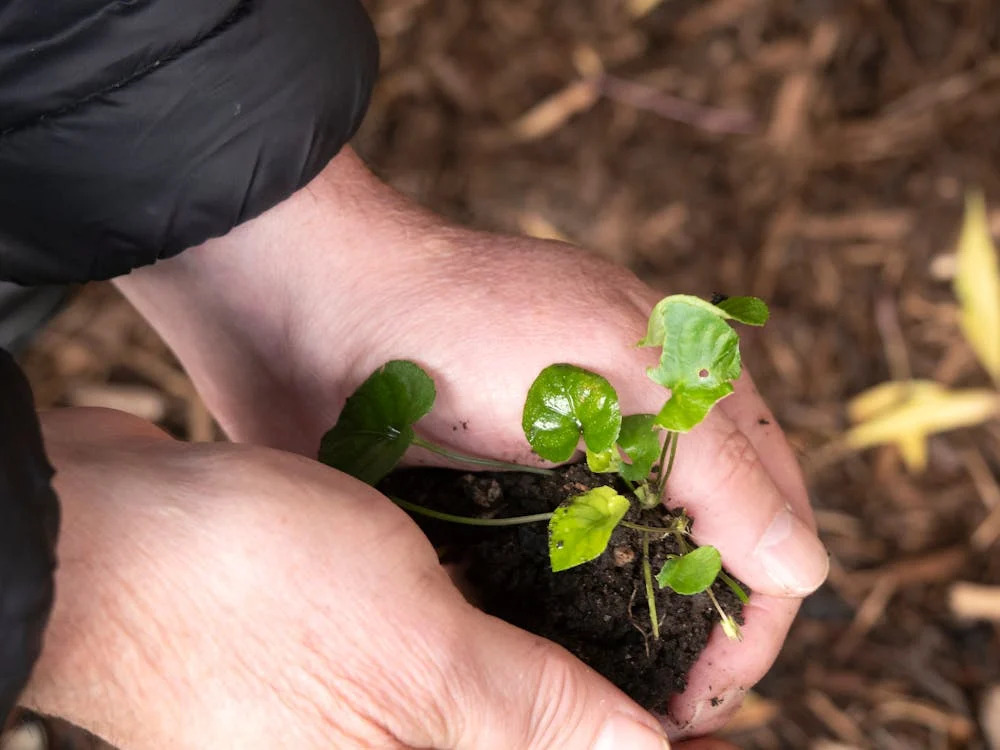 Por e Día Mundial de la Educación Ambiental se realizará un Encuentro Provincial de Intercambio de Experiencias