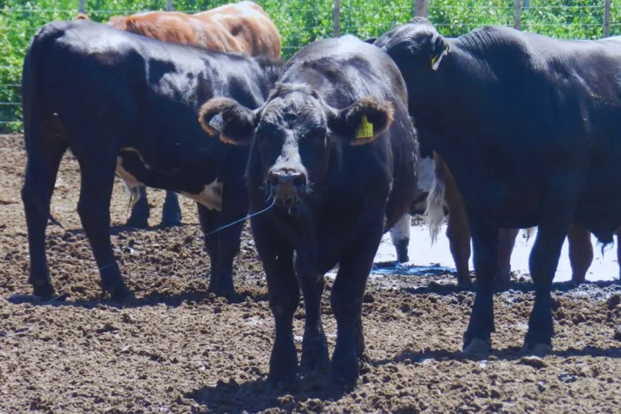 Especialistas del INTA aconsejan cómo cuidar a animales ante una ola de calor