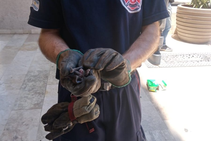 Bomberos voluntarios capturaron un murciélago en la entrada del Complejo Juan Felipe Ibarra