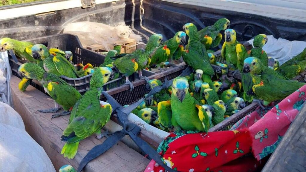 Rescatan 250 loros habladores en Caburé