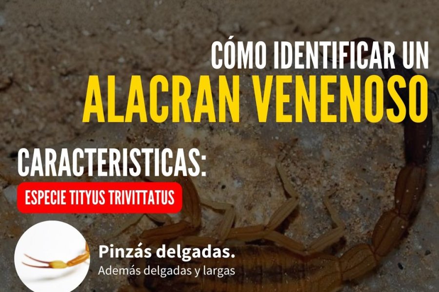 Brindaron recomendaciones para prevenir picaduras de alacranes en temporada de verano