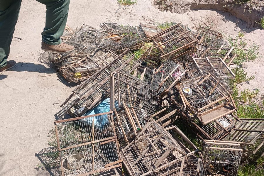 Rescatan gran cantidad de aves en cautiverio, en La Banda