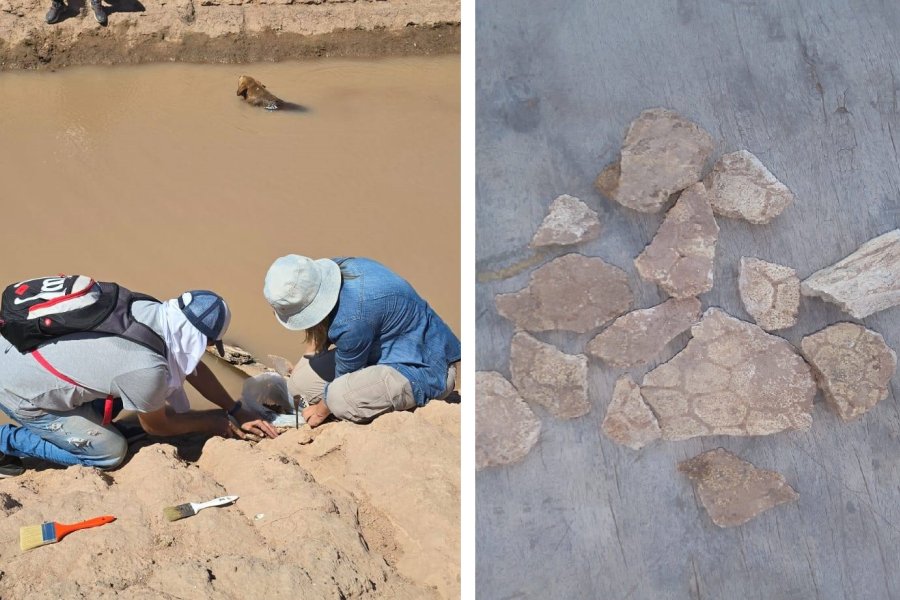 Espectacular hallazgo en Los Juríes: Descubren restos fósiles de un gliptodonte