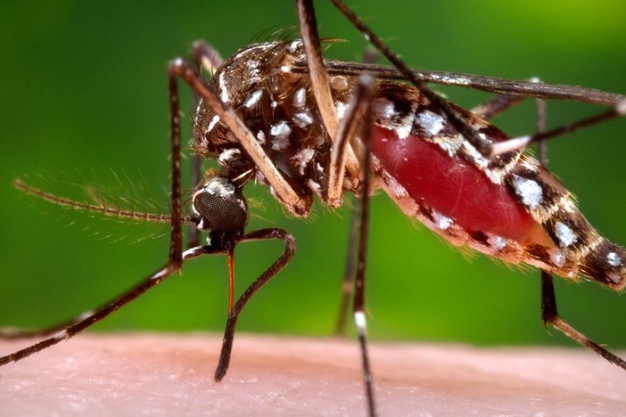 Una ciudad ofrece dinero a cambio de mosquitos como medida antidengue