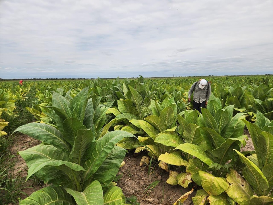 La producción tabacalera sigue creciendo en Santiago del Estero