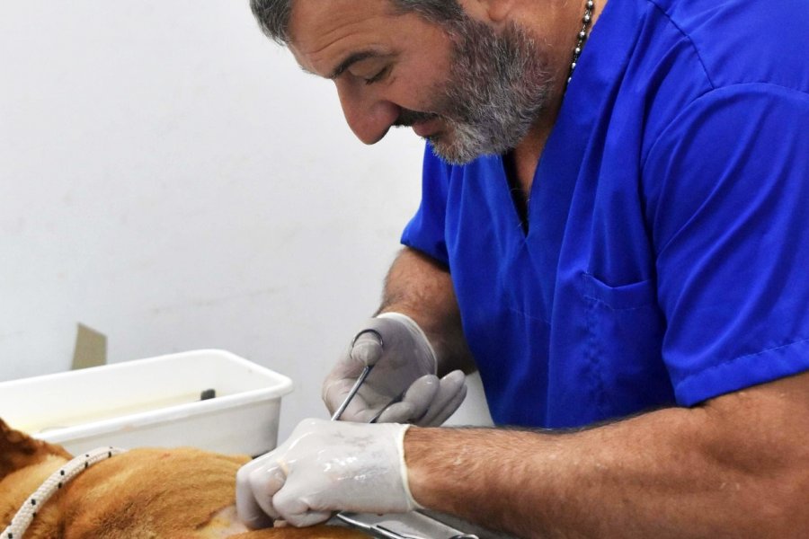 Continúa la campaña sanitaria para las mascotas en Fernández