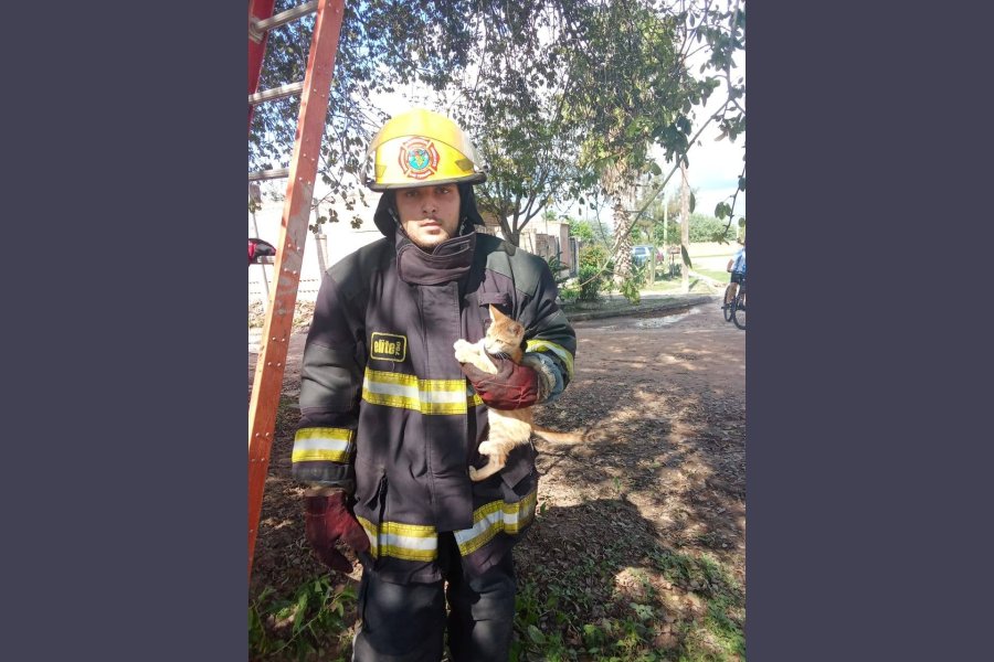 Rescatan a un gato atrapado en lo alto de un árbol en Las Termas