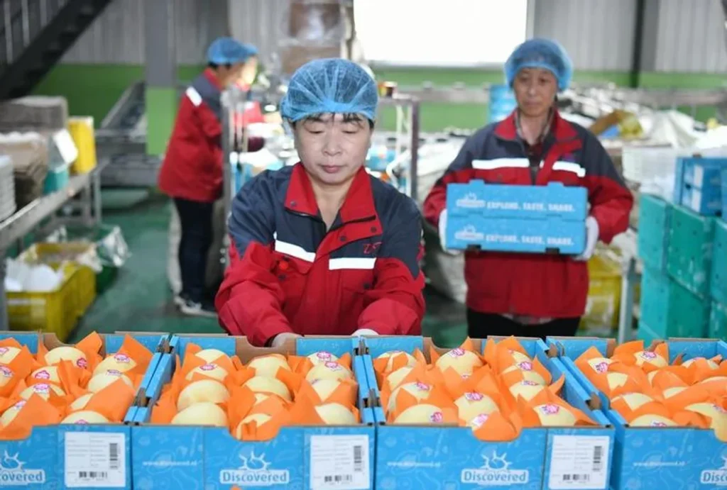China anunció que comenzó a exportar peras a la Argentina