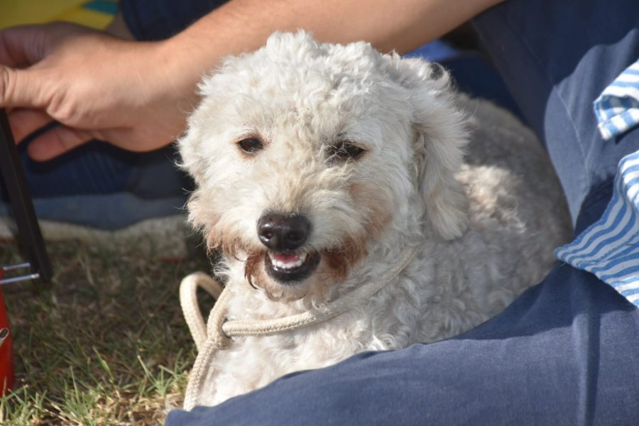 Las Termas: Se llevará a cabo una doble jornada de atención sanitaria para las mascotas