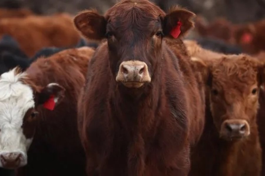 El Gobierno libera la importación de productos veterinarios