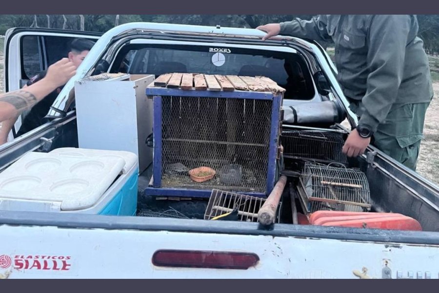 Villa Salavina: Operativo policial detiene a albañiles por tenencia y tráfico ilegal de fauna silvestre