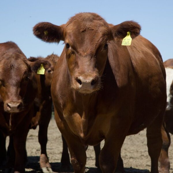 Dpto. Juan Felipe Ibarra: Denunciaron la desaparición de 142 vacas de un campo cercano a Matará