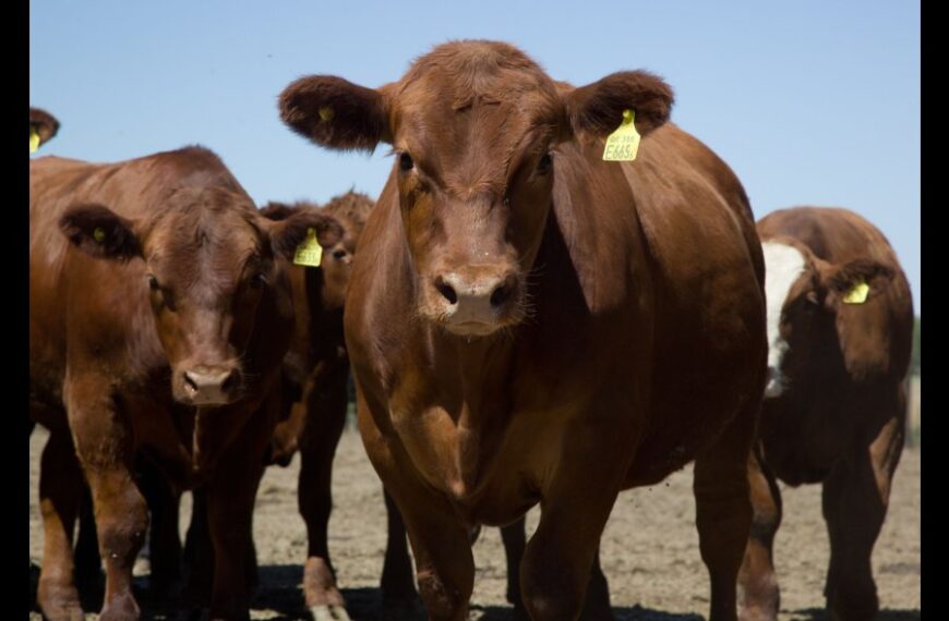 Dpto. Juan Felipe Ibarra: Denunciaron la desaparición de 142 vacas de un campo cercano a Matará