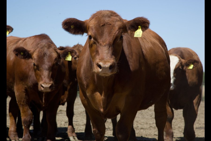 Dpto. Juan Felipe Ibarra: Denunciaron la desaparición de 142 vacas de un campo cercano a Matará