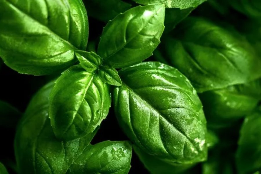 La planta ideal para consumir en invierno que previene gripes, resfriados y bronquitis