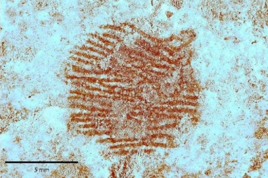 Descubren la huella dactilar más antigua del mundo