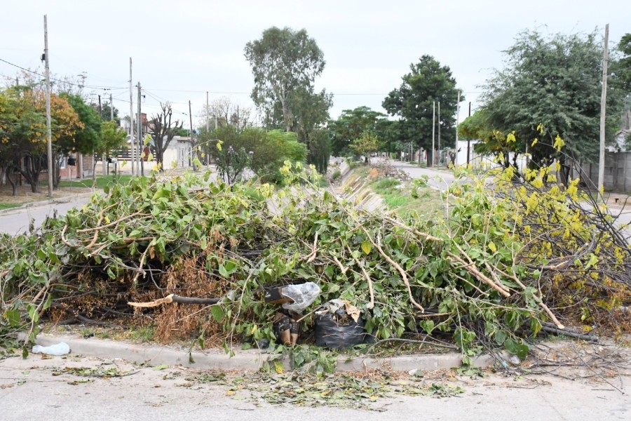 Solo con autorización: recuerdan protocolo para podas de árboles en la ciudad