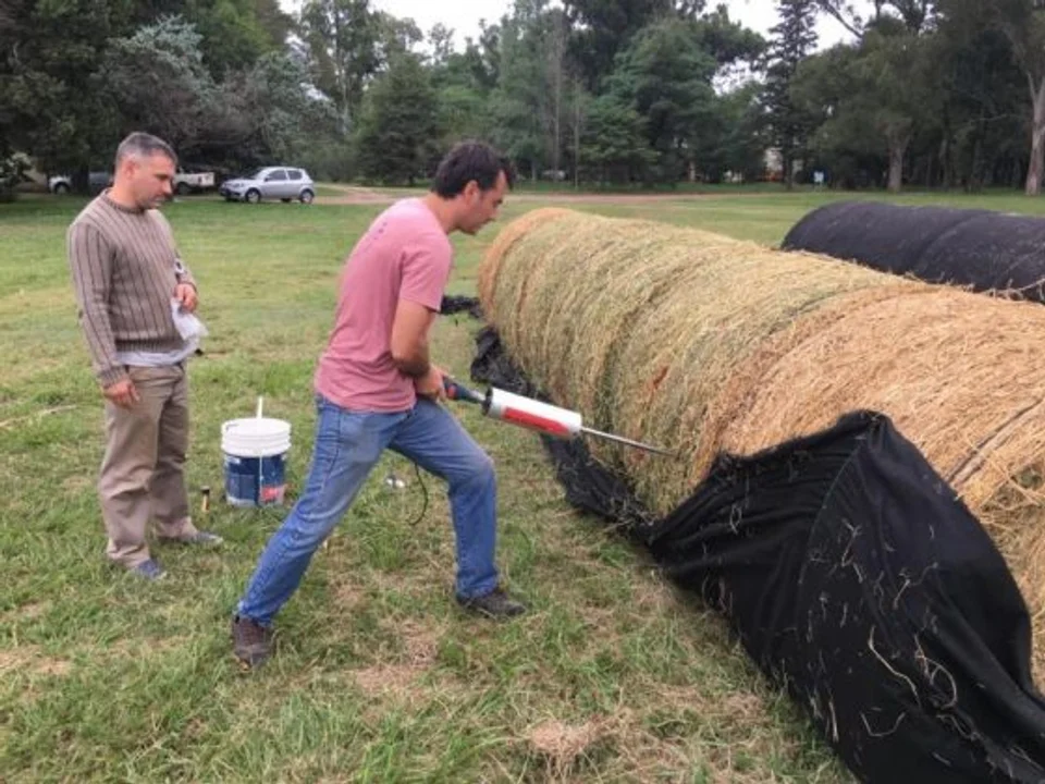 La semilla mágica argentina: El cultivo que puede generar US$ 250 millones al año