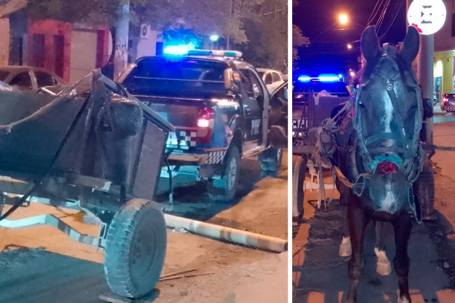 Aprehenden a un hombre en Termas por maltrato animal: obligaba a un caballo herido a tirar de un carro cargado