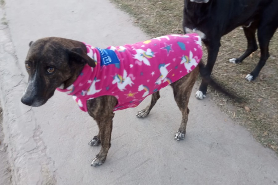 La Municipalidad, con su programa de zoonosis, entregó abrigos para perros a asociaciones proteccionistas