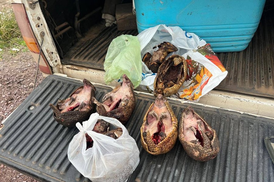 La Banda: Detectaron tráfico de fauna silvestre y armamento ilegal para cacerías