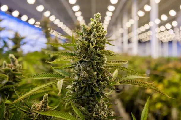 El Gobierno disolvió la agencia de cannabis por superposición de funciones y gastos excesivos
