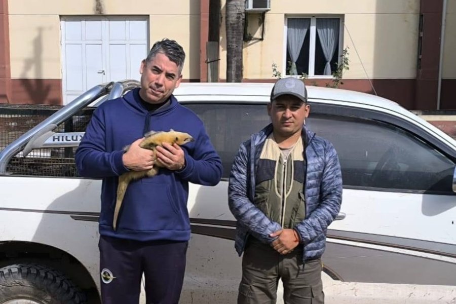 Rescataron y liberaron a un oso melero en el límite entre Santiago y Chaco