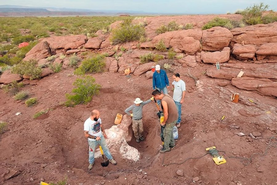 Descubren en Neuquén una nueva especie de dinosaurio que vivió hace 95 millones de años