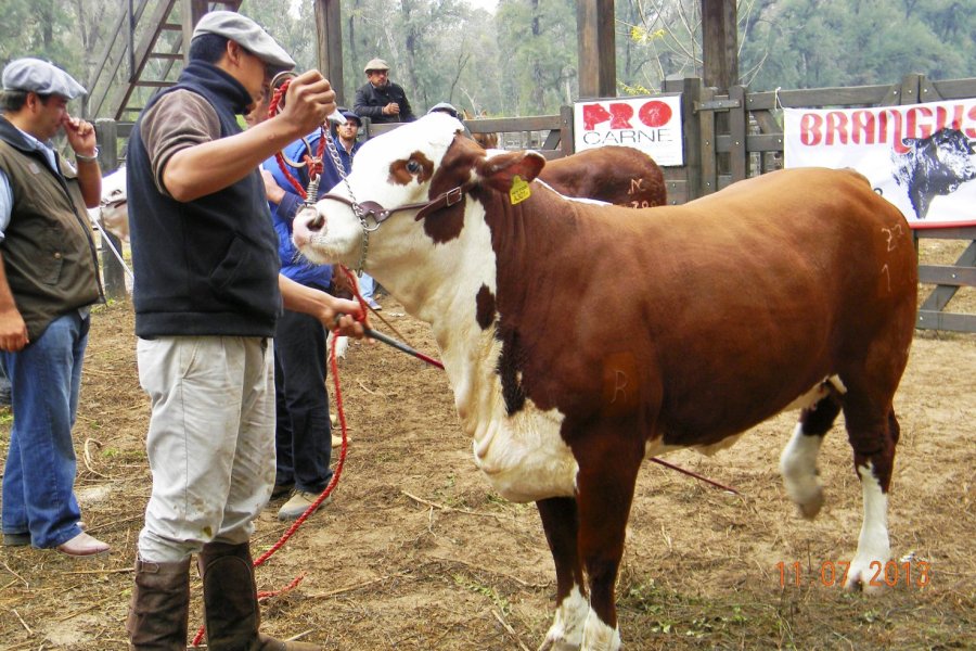 Llega una nueva expo de Santiago Productivo al Vivero San Carlos