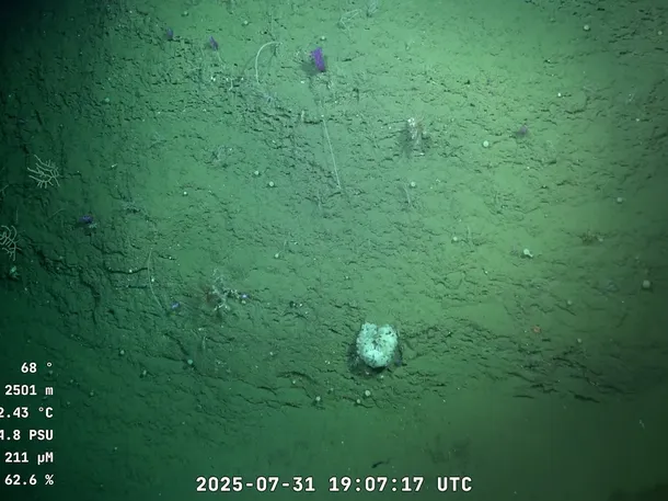 ¿Hasta cuándo se podrá ver la expedición del CONICET al cañón submarino de Mar del Plata?