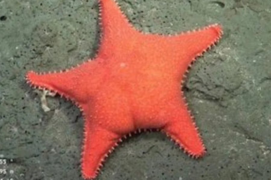 CONICET desde el fondo del mar: Por qué la estrella de mar parece tener «cola», según los científicos