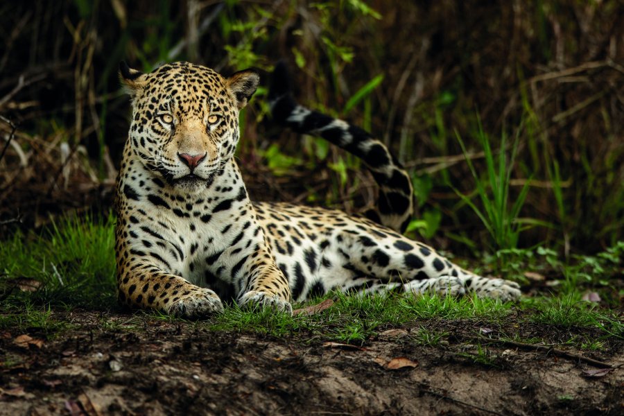 Juicio histórico a cuatro cazadores por matar a un yaguareté en peligro crítico